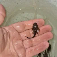 کت ال۵۹