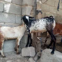 یک عدد نری دو عدد کهره نر