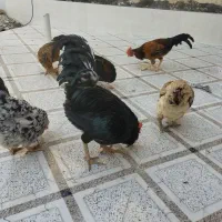 مرغ و خروس
