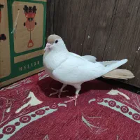 کبوتر گرفتنی