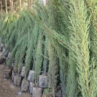 نهال سرو شیراز* گل و گیاه گلخانه من*