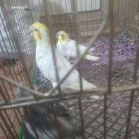 جوجه عروس سرلاکی