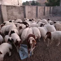 بره فروش درجه یک