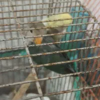 جوجه طوطی برزیلی