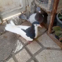 کفتر