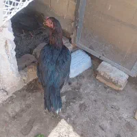 مرغ لاری اصیل
