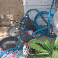 کبوتر