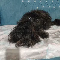 سگ خانگی با تربیه قیمت ۲۰ ملیون