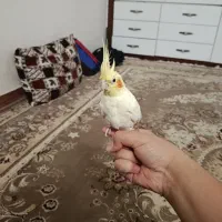 یک جفت عروس هلندی