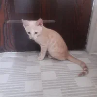واگذاری ۲ بچه گربه ماده ۳ ماهه