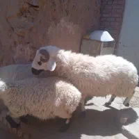 بره چاق