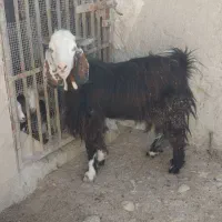 کهره نر چاق