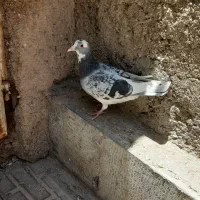 نر بدرنگ پلنگ فروشی