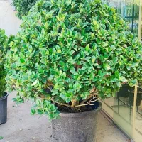 یاس هلندی قیچی خورده