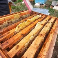 عسل طبیعی و درمانی