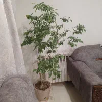 درختچه بنجامین طبیعی