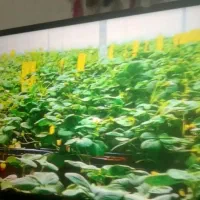 ال سی دی 43اینچ سامسونگ گیرنده سرخود