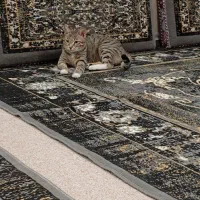 گربه عقیم شده