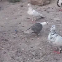 کبوتر