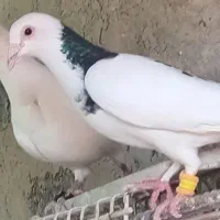 ابلغ گمشده