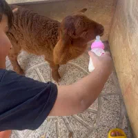 بره ماده