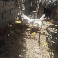 اروند کنار