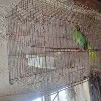 طوطی ملنگو