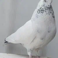 کبوتر ساعت سنگین پرشی تظمینی