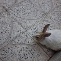 خرگوش|موش و خرگوش|شهرکرد, |دیوار