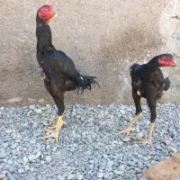 جوجه لاری اوشامو اصل 7ماهه