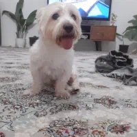 سگ شیتزو یک ساله