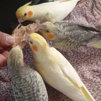 جوجه عروس هلندی