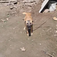 پاکوتاه نر