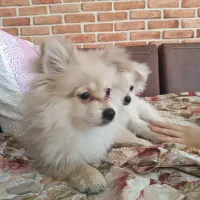 سگ پامر خرسی عروسکی و روبایی