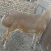 قوچ زرد چینی ،تیز ران