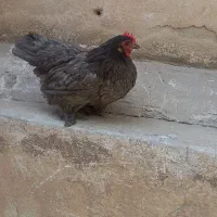 مرغ مینیاتوری و برهما