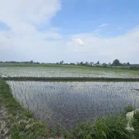 ۳۵۰۰مـتـر مـزروعـی سـنـتـی       *مـنـاسـب کـیـوی*