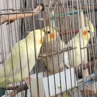جوجه طوطی عروس هلندی