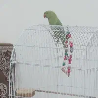 طوطی ملنگو ماده اصلی  باهوش زرنگ دم کشیده