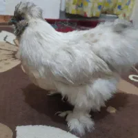 مرغ تزعینی