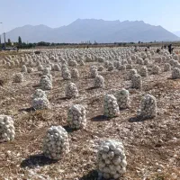 اکیپ کارگرپیاز،سیب،لوبیا چیدن
