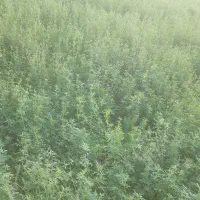 یونجه درجه یک