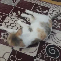 گربه|گربه|حمیدیه, |دیوار