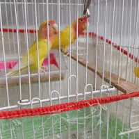 طوطی برزیلی