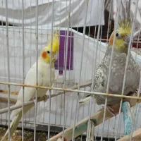 عروس هلندی جفت مولد خاص با تخم