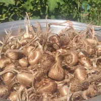 خریدار پیاز زعفران