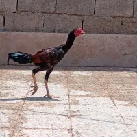 جوجه خروس لاری