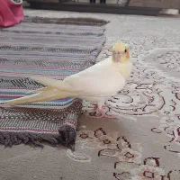 جوجه عروس هلندی لوتینو