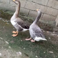 غاز|حیوانات مزرعه|قائم‌شهر, |دیوار