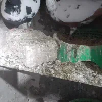 ابلغ افغانی